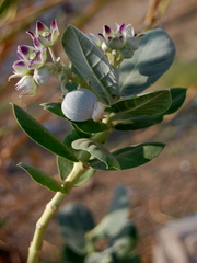 Calotropis procera