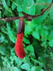 Salvia gesneriiflora