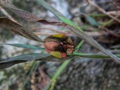 Cyrtonota serinus