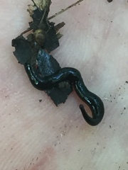 Microplana terrestris