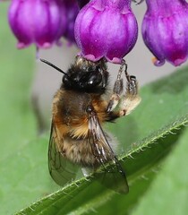 Anthophora