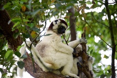 Propithecus verreauxi