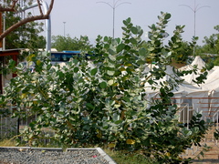 Calotropis procera