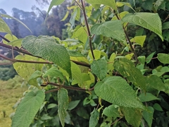 Salvia gesneriiflora