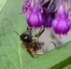 Anthophora