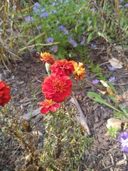 Tagetes patula