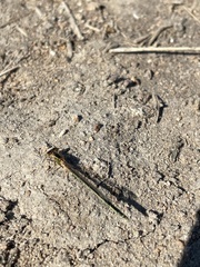 Xanthagrion