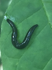 Microplana terrestris