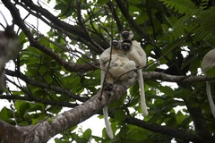 Propithecus verreauxi