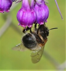 Anthophora