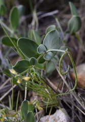 Coronilla scorpioides