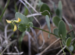 Coronilla scorpioides
