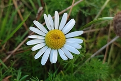 Tripleurospermum