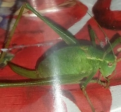 Leptophyes punctatissima