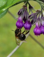 Anthophora