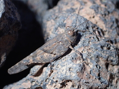 Sphingonotus picteti