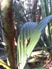 Andriana pyramidata