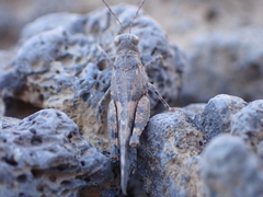 Sphingonotus picteti