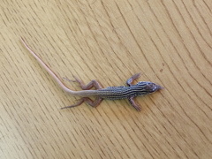 Aspidoscelis scalaris