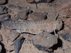 Sphingonotus rubescens