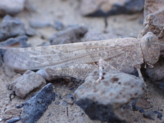 Sphingonotus rubescens