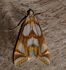 Argyractoides lucianalis