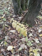 Polygonatum multiflorum