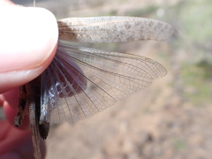 Sphingonotus rubescens
