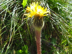 Hypochaeris uniflora