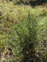 Juniperus virginiana