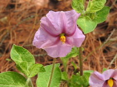Lycianthes moziniana