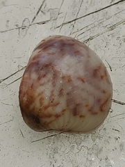 Anomalocardia flexuosa