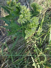 Asclepias viridis