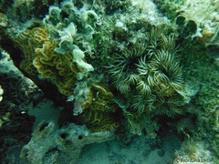 Lebrunia neglecta