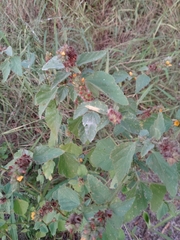 Malvastrum americanum