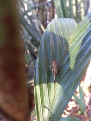 Andriana pyramidata