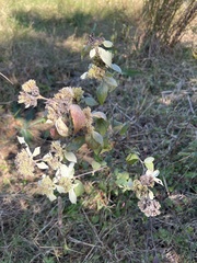 Pycnanthemum incanum