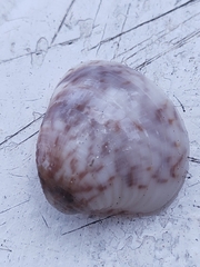 Anomalocardia flexuosa