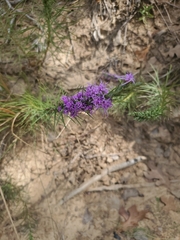 Liatris punctata
