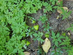 Cardiospermum halicacabum