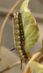 Danaus chrysippus