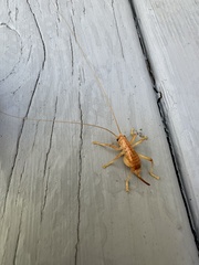 Camptonotus carolinensis