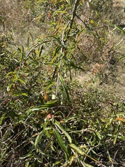 Quercus phellos