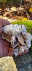 Entoloma abortivum
