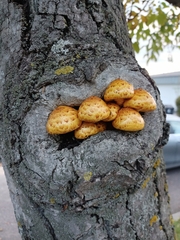 Pholiota aurivella