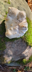 Entoloma abortivum