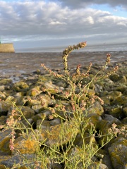 Atriplex littoralis