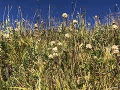 Triantha occidentalis