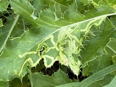 Phytomyza albiceps group