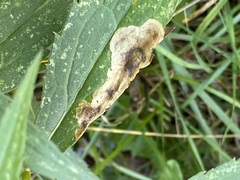 Nemorimyza posticata